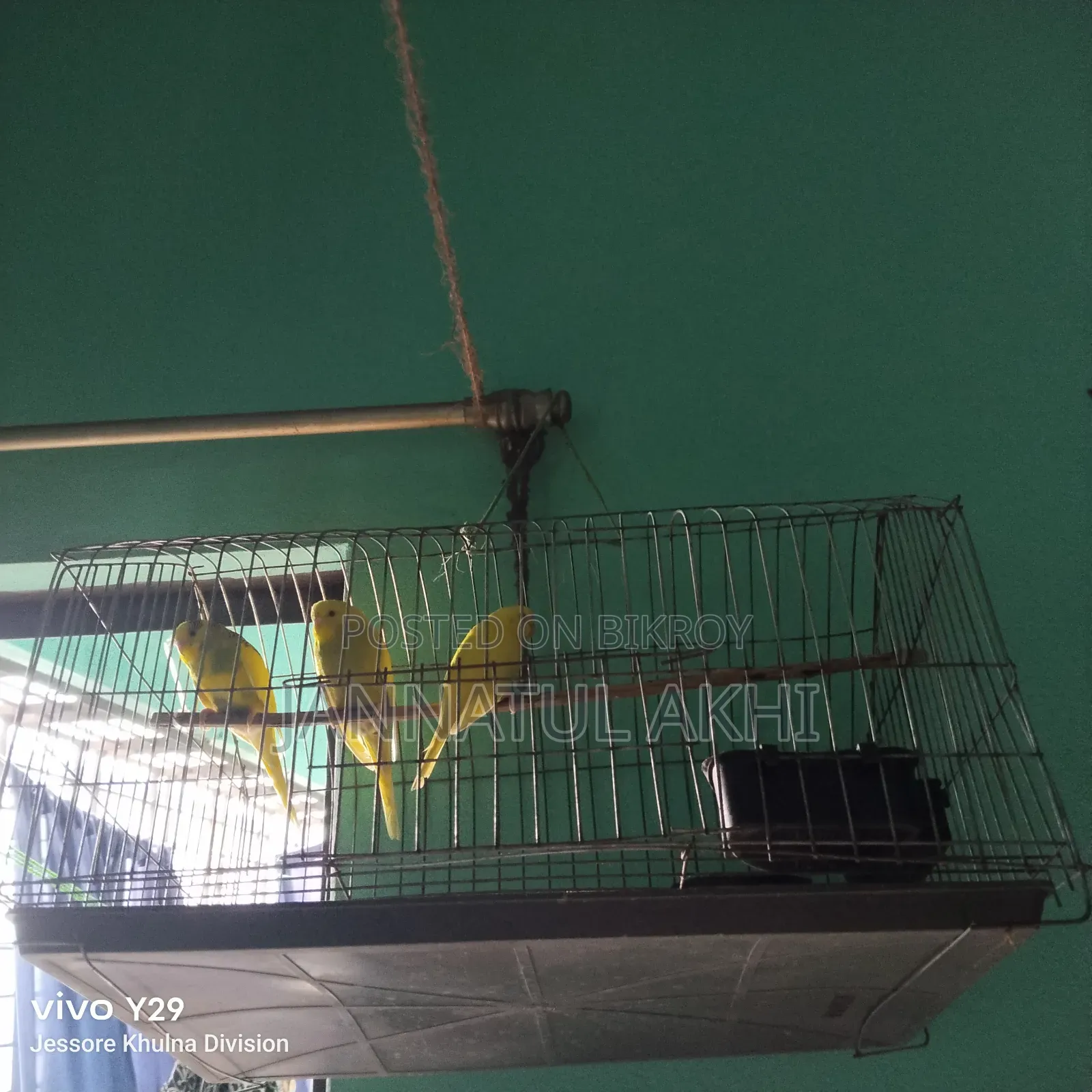 Budgerigar bird