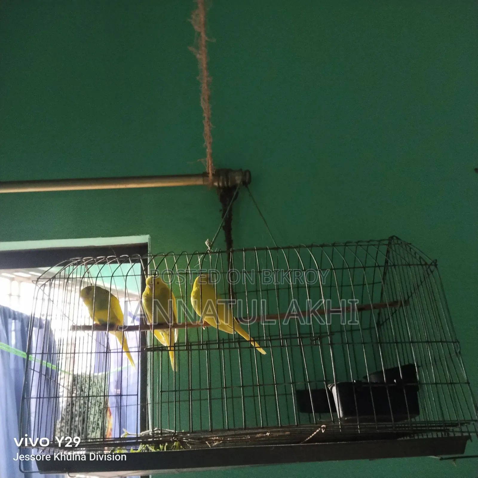 Budgerigar bird