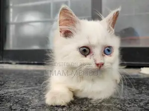 1-3 Months Female Purebred Persian