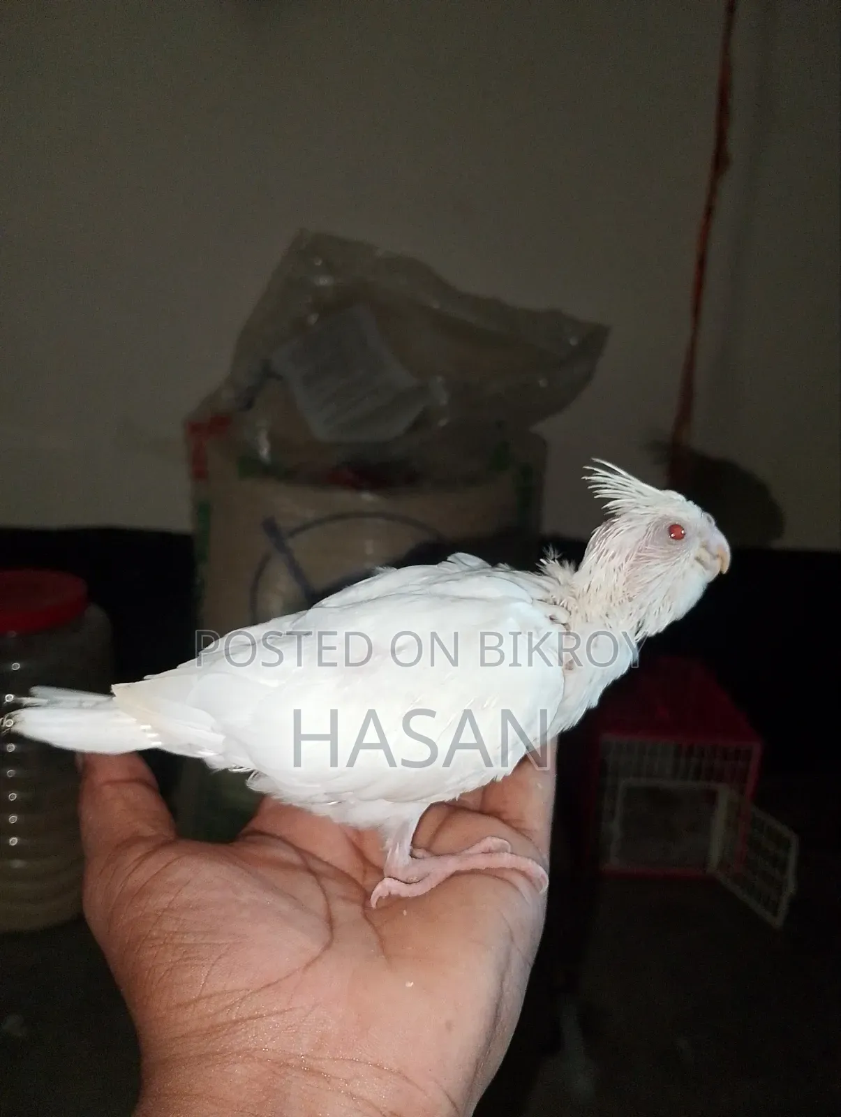 Tame Cockatiel Albino