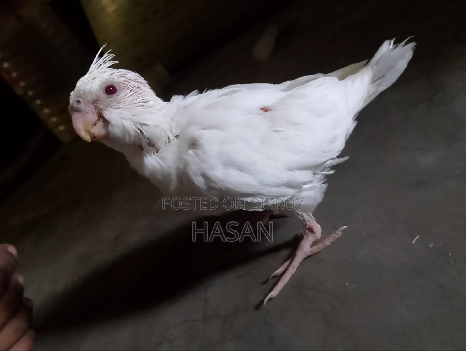 Tame Cockatiel Albino
