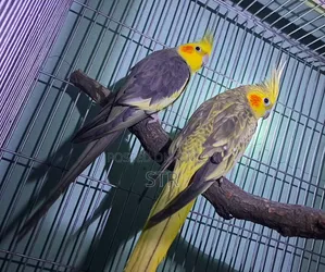 ককটেল মাস্টার (জোড়া)