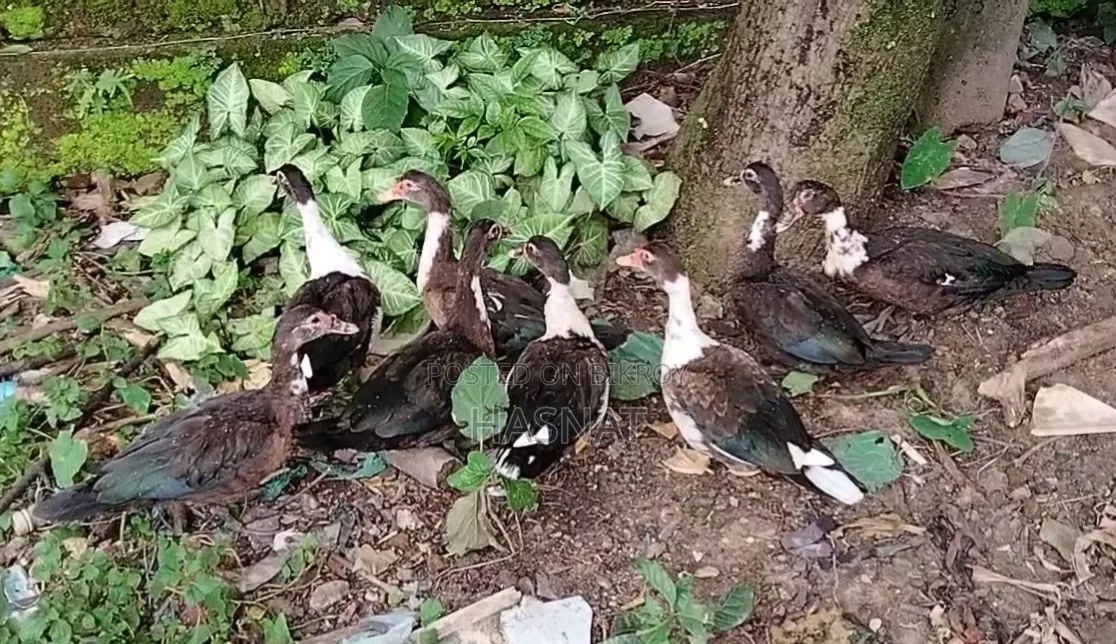 8 Female Muscovy Ducks