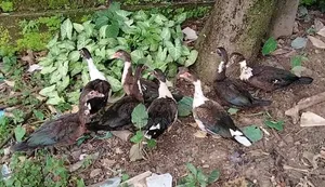 ৮ টা ফিমেল চিনাহাস