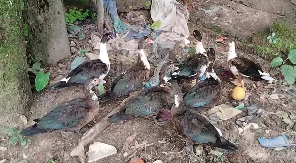 8 Female Muscovy Ducks