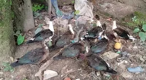 8 Female Muscovy Ducks