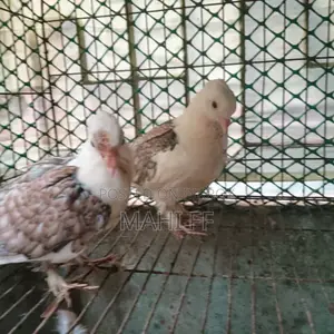 শার্টিন কবুতর