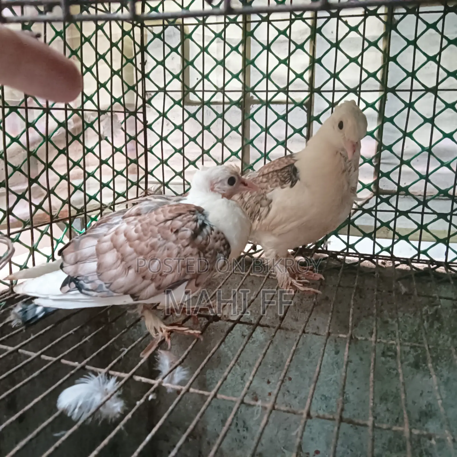 শার্টিন কবুতর