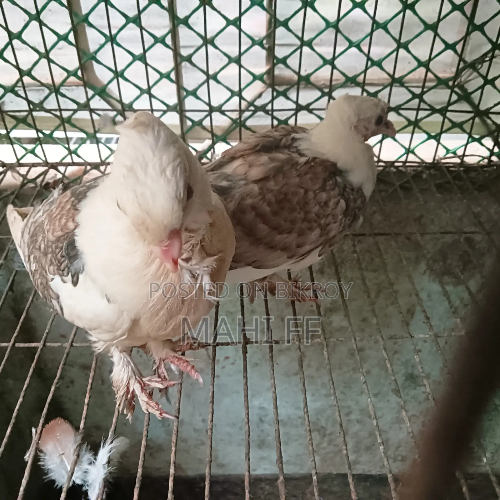 শার্টিন কবুতর