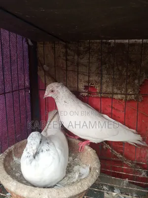 কবুতর বিক্রয়