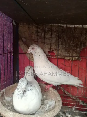 কবুতর বিক্রয়