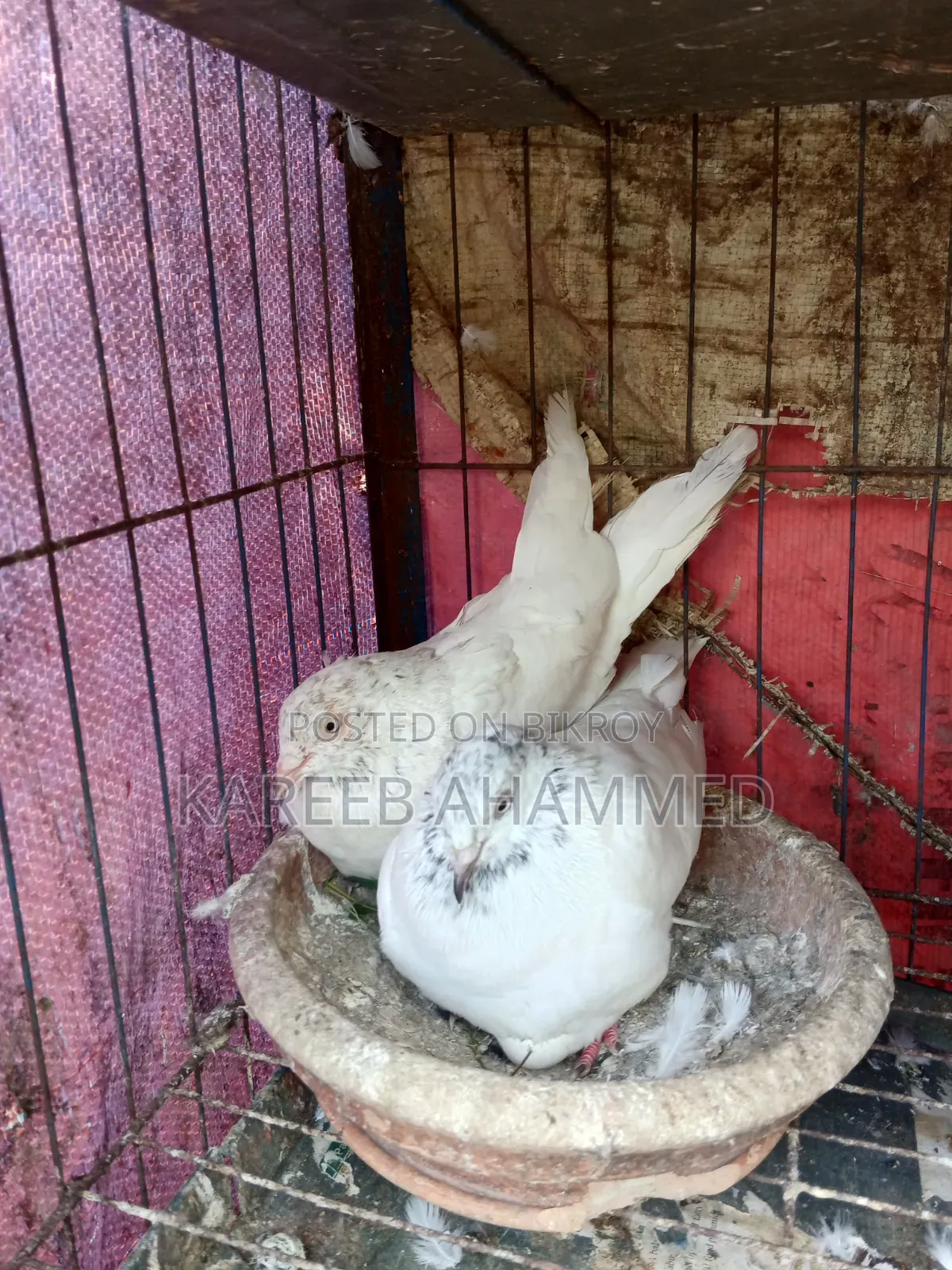 কবুতর বিক্রয়