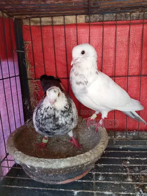 Adult Pigeons