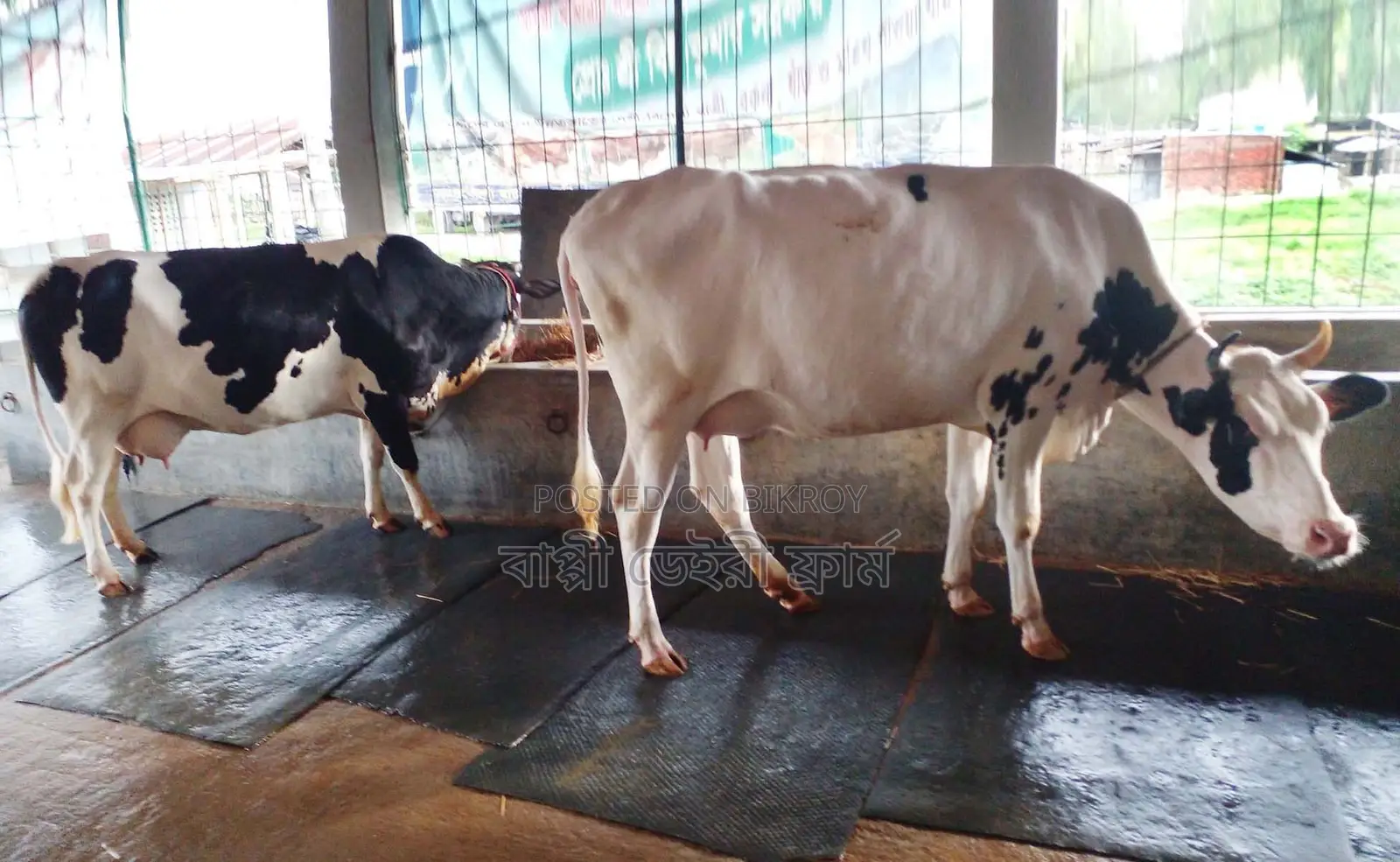 No. 1456 2 Improved Breed Cows.