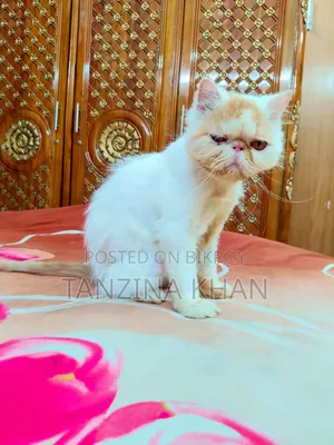১+ বছরের নারী পিউরব্রেড এক্সোটিক
