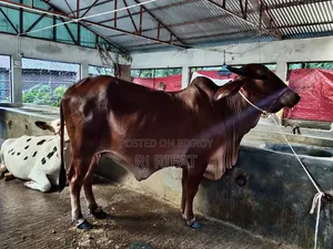 ইন্ডিয়ান গুজরাটি গীড়
