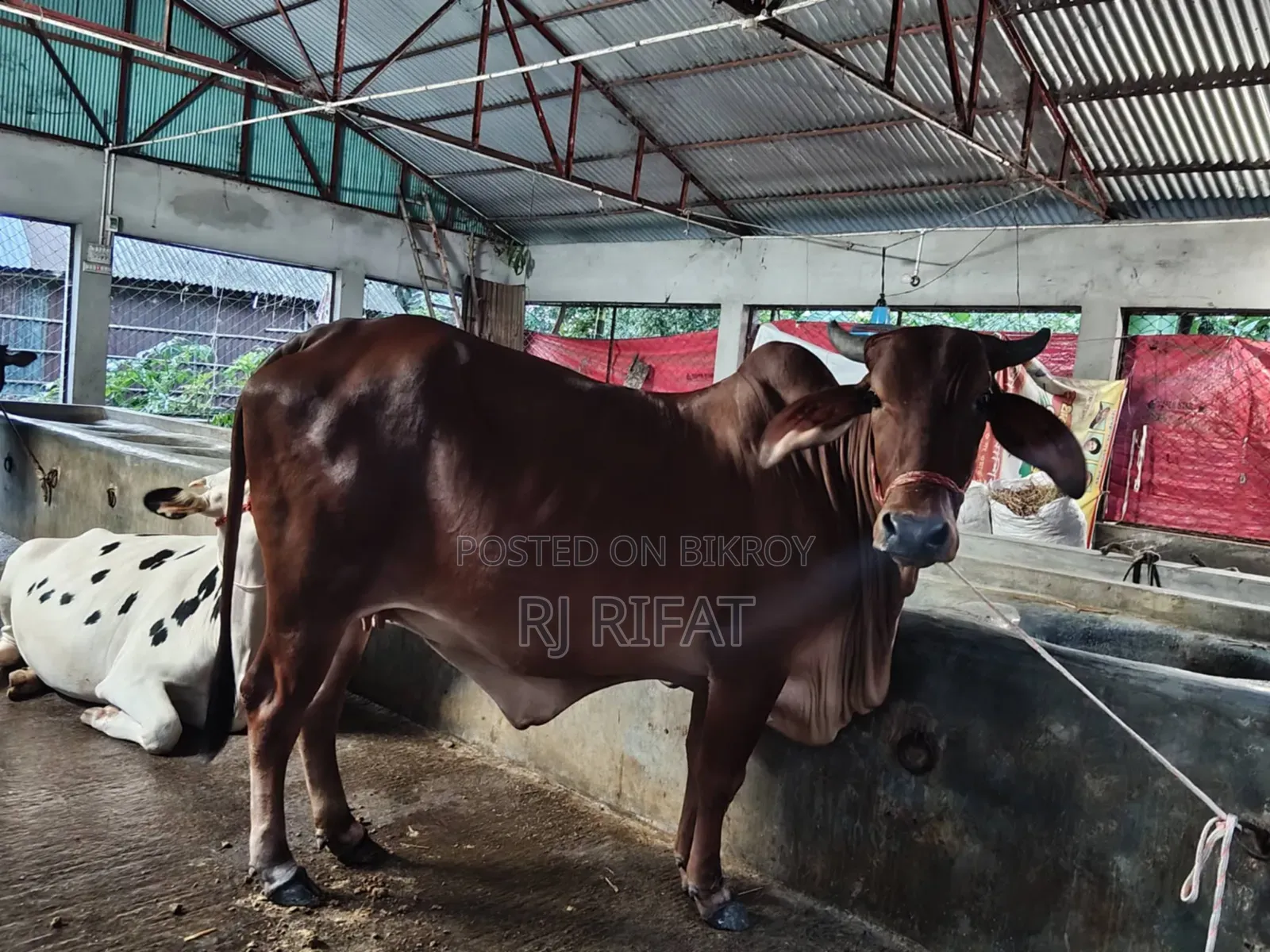 ইন্ডিয়ান গুজরাটি গীড়