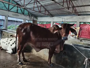 ইন্ডিয়ান গুজরাটি গীড়