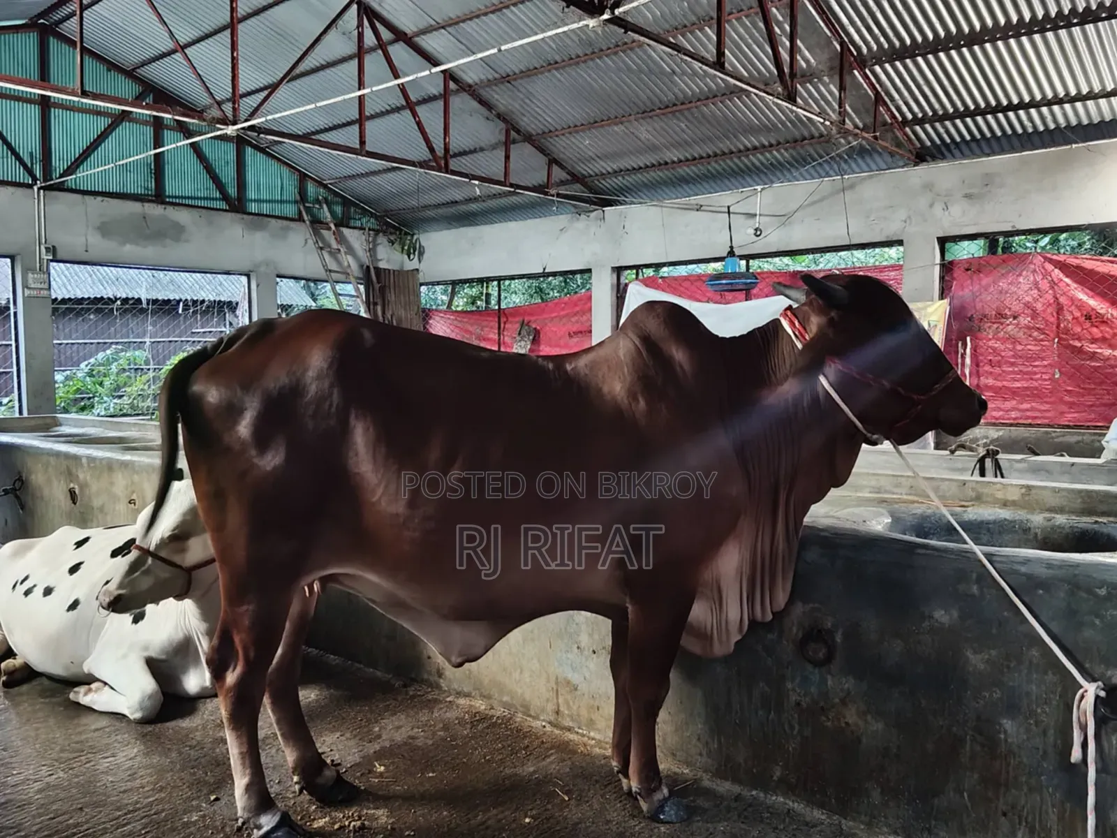 ইন্ডিয়ান গুজরাটি গীড়