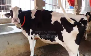 ১৪৪৮ নং উন্নত জাতের বকনা বাছুর বিক্রয় হবে।