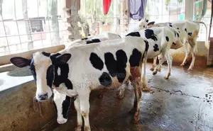 4 improved breed heifers numbered 1459 will be sold.