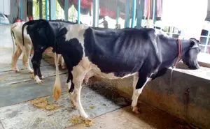 ১৪৬০নং উন্নত জাতের ৩টি গাভী বিক্রয় হবে ।