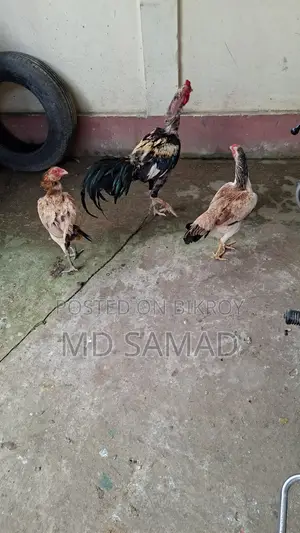 সোনালী মুরগি