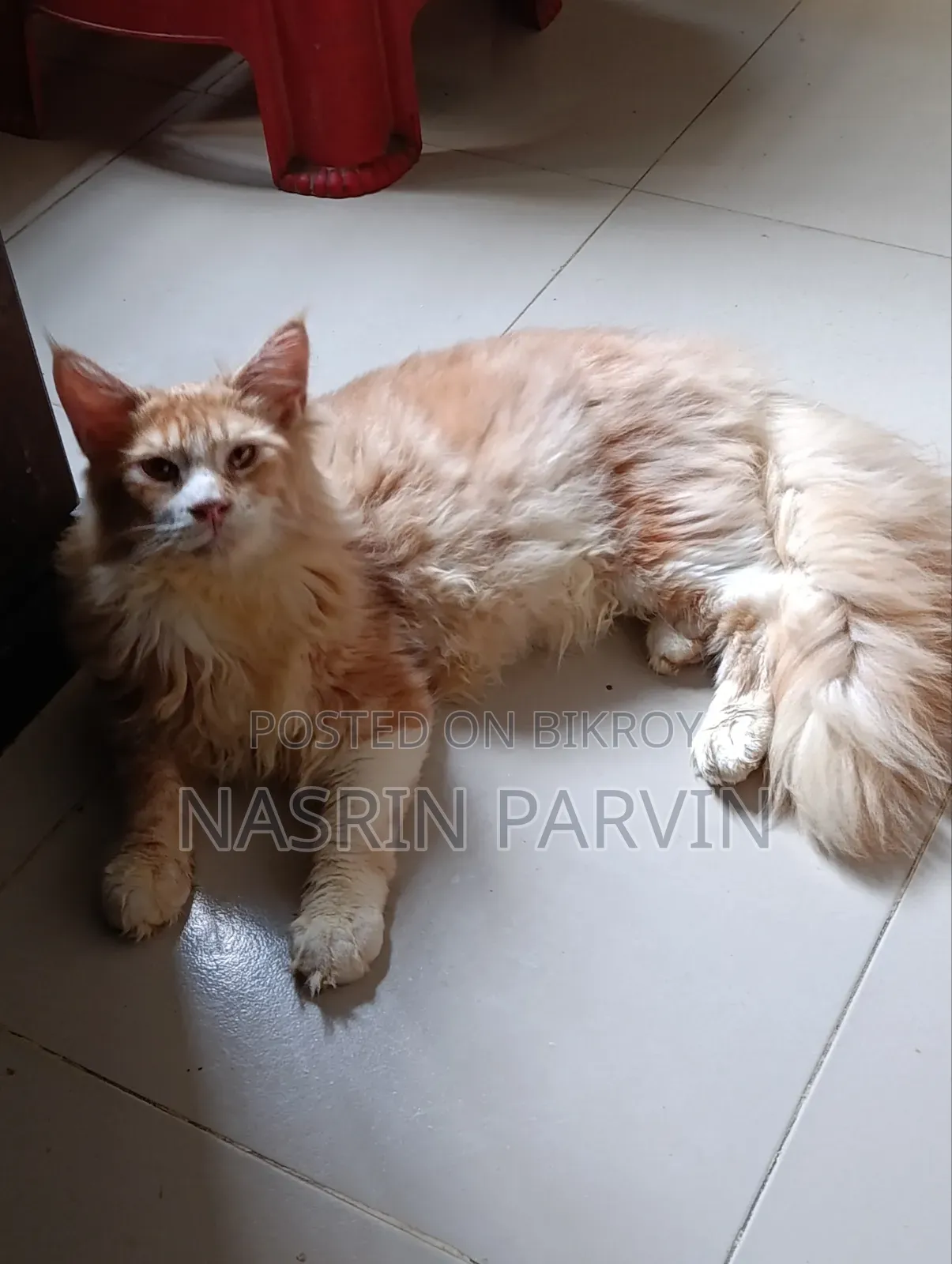 3-6 months Male Purebred Maine Coon