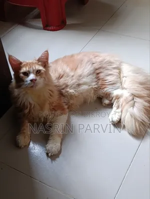 3-6 months Male Purebred Maine Coon