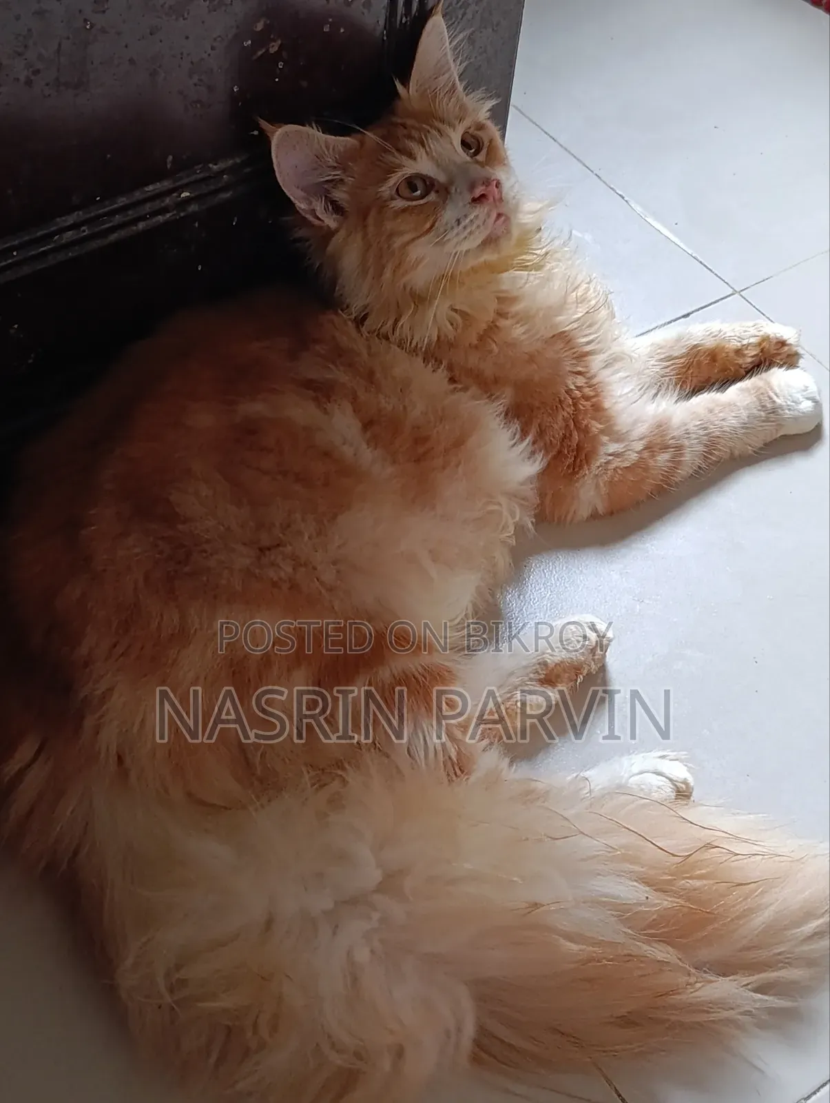 3-6 months Male Purebred Maine Coon