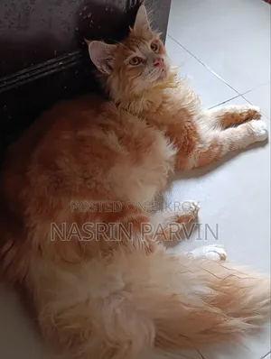 3-6 months Male Purebred Maine Coon