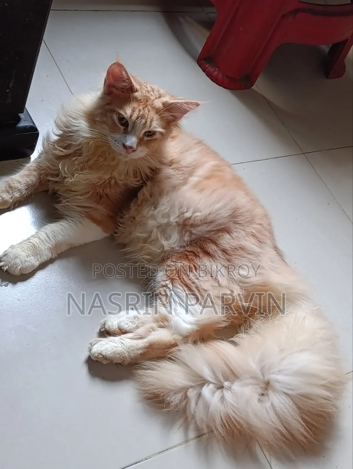 3-6 months Male Purebred Maine Coon