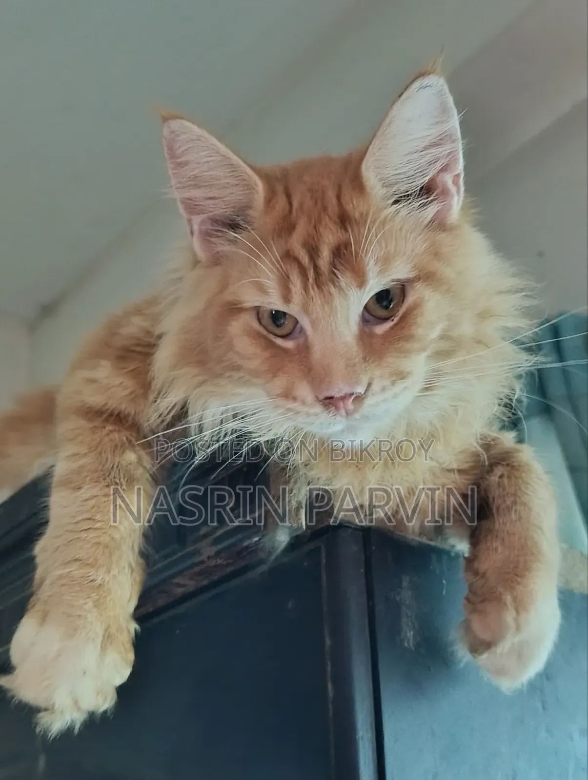 3-6 months Male Purebred Maine Coon