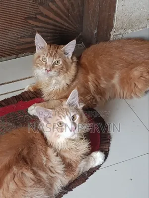 3-6 months Male Purebred Maine Coon