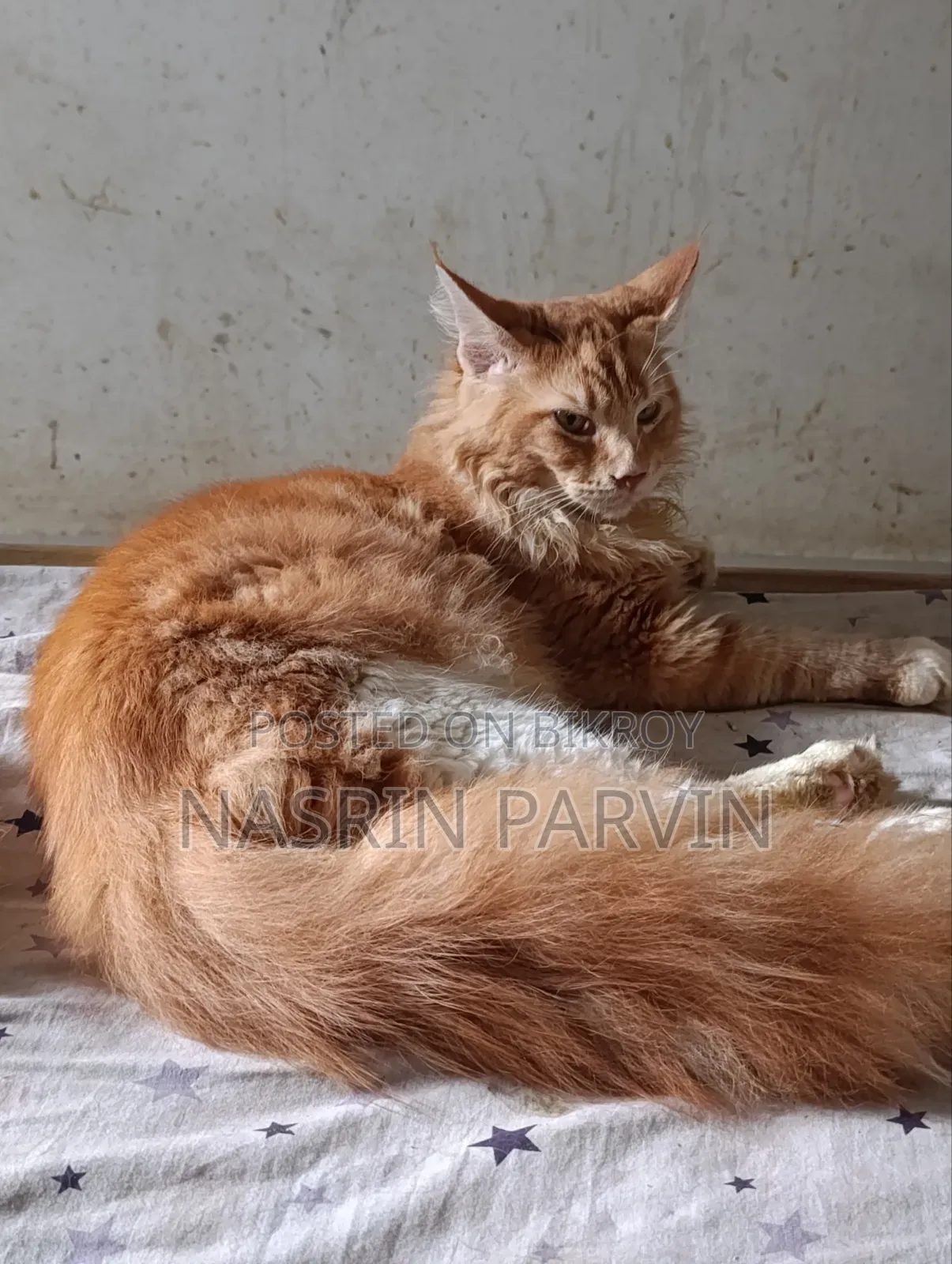 3-6 months Male Purebred Maine Coon