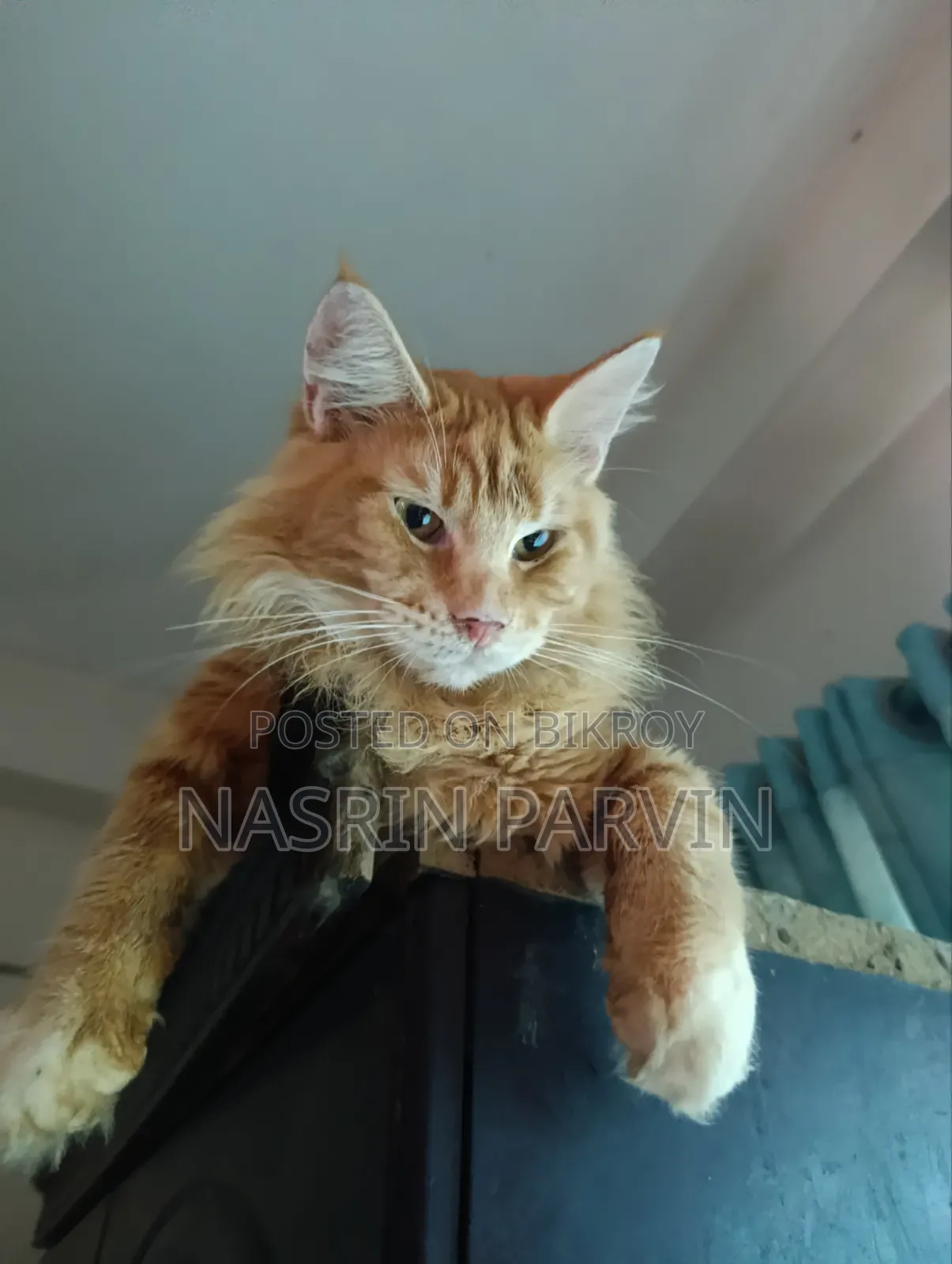 3-6 months Male Purebred Maine Coon