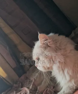 1+ Year Male Purebred Persian