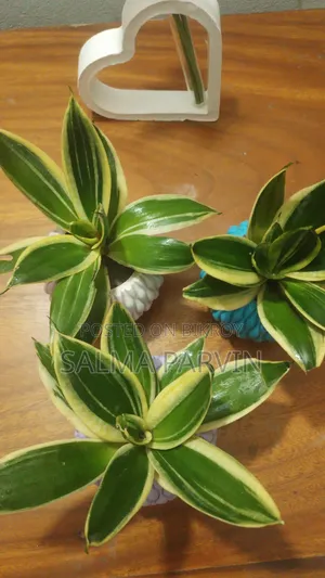 Snake Plants for Sell