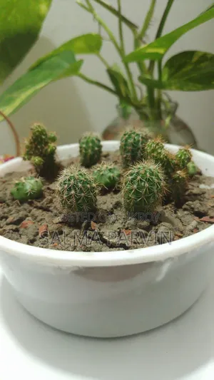 Cactus for Sale