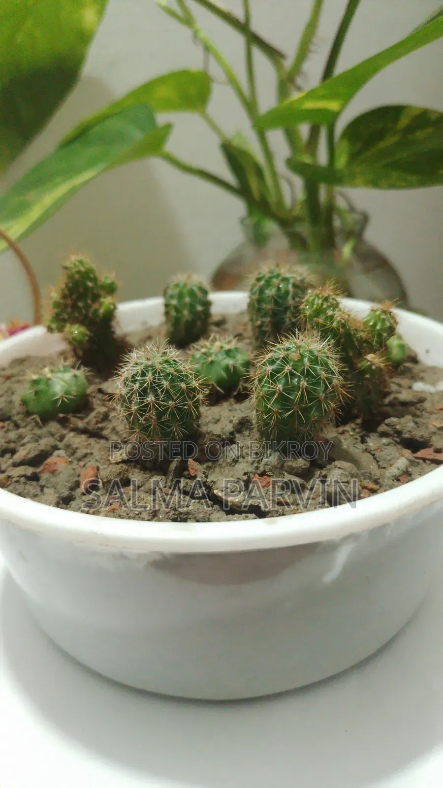 Cactus for Sale