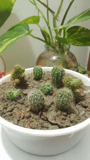 Cactus for Sale