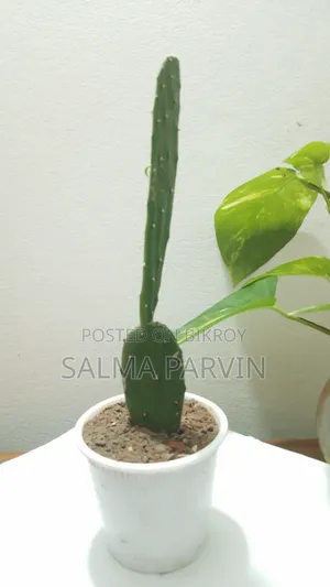 Cactus for Sell