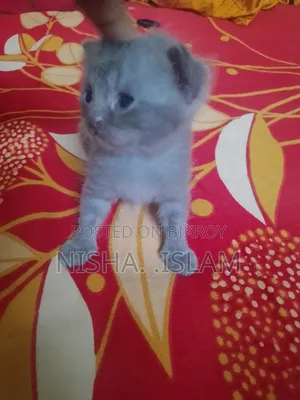 1-3 months Male Purebred British Shorthair
