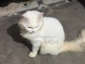 1+ Year Male Purebred Persian