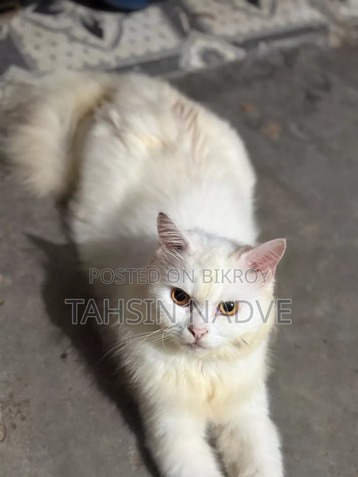 1+ Year Male Purebred Persian