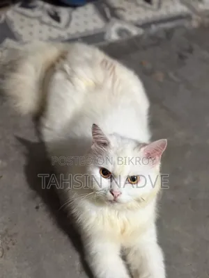 1+ Year Male Purebred Persian