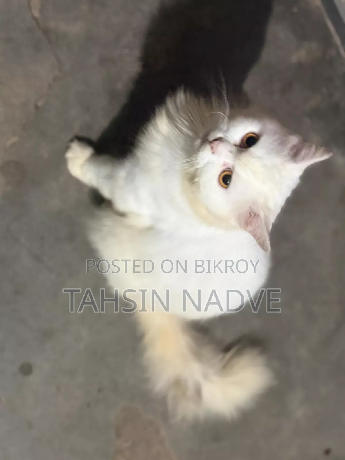 1+ Year Male Purebred Persian