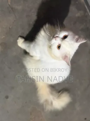 1+ Year Male Purebred Persian