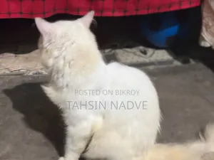 1+ Year Male Purebred Persian
