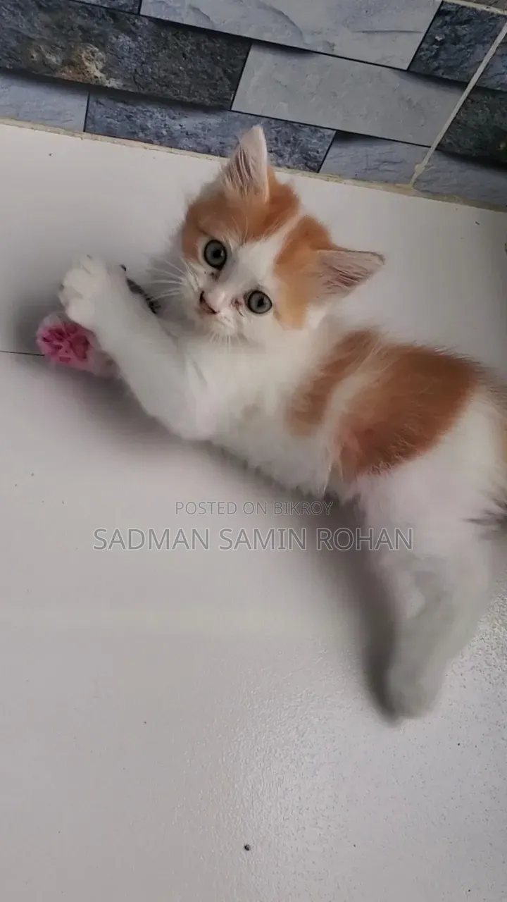1-3 Months Male Purebred Persian